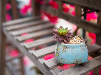 花架上的多肉植物嘉年华法师盆栽