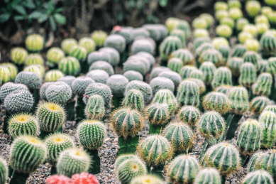 重庆南山植物园仙人掌特写