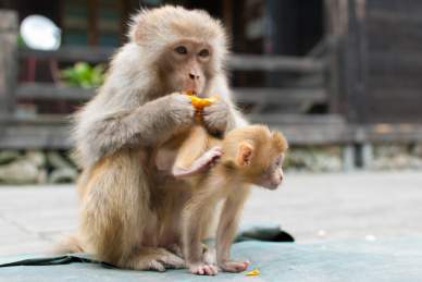 湖北十堰武当山吃枇杷的野生母子猕猴