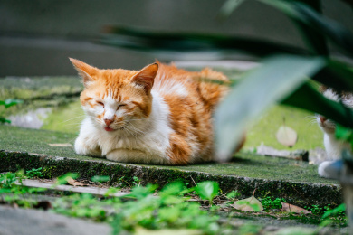 草丛中打盹睡觉的可爱的猫咪