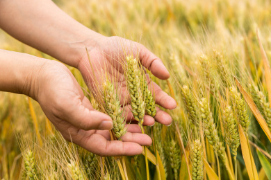 农民两只手捧着快要成熟收割的麦穗