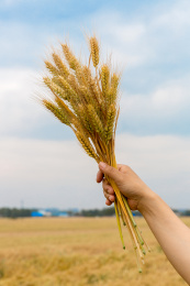 蓝天下麦地里一只手拿一把麦穗