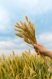 蓝天下麦地里一只手拿一把麦穗