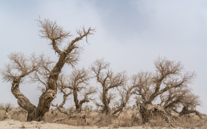  中国新疆巴州若羌春季胡杨树风光