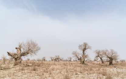  中国新疆巴州若羌春季胡杨树风光