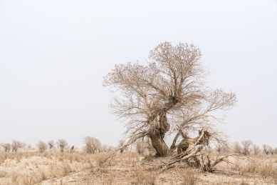  中国新疆巴州若羌春季胡杨树风光