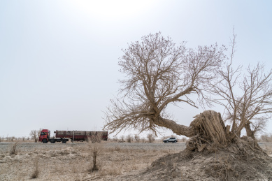  中国新疆巴州若羌春季胡杨树风光