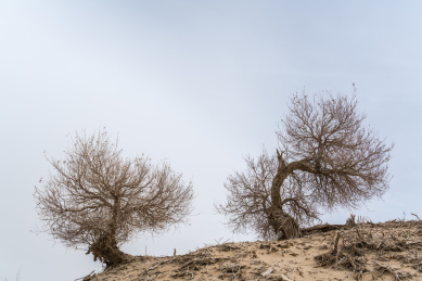 中国新疆和田地区春季胡杨风光
