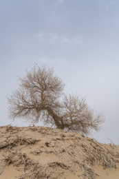 中国新疆和田地区春季胡杨风光