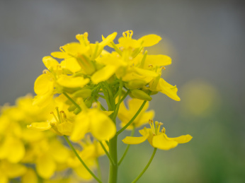 田野中竞相盛开的黄色花朵金灿灿的油菜花