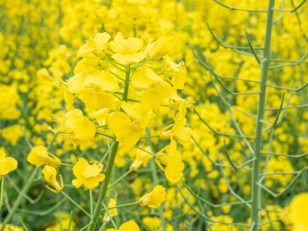 春分农田中黄色的油菜花花海