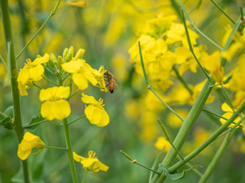 蜜蜂在金色的油菜花花蕊上采蜜