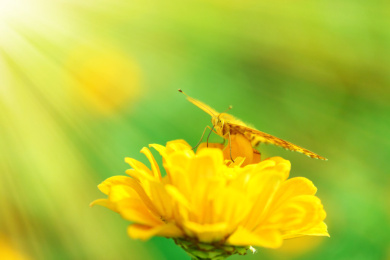 夏日的花园蝴蝶和花