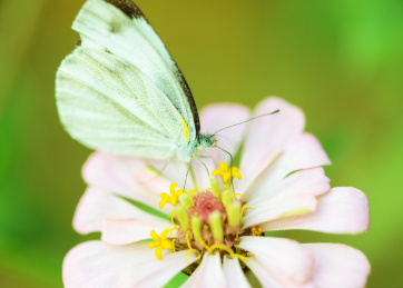 户外公园蝴蝶采花粉