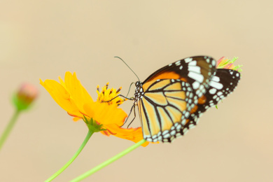 户外公园蝴蝶采花粉