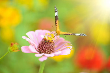 户外公园蝴蝶采花粉