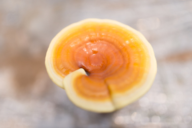 中国种植培育灵芝