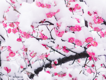  冬雪美丽的梅花盛开