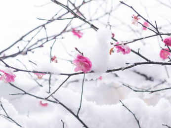 冬雪美丽的梅花盛开