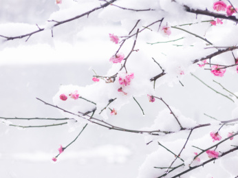 冬雪美丽的梅花盛开