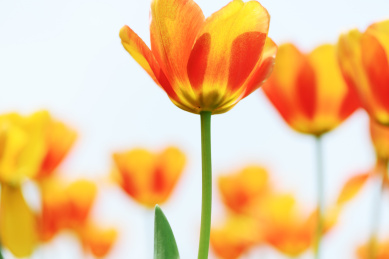 夏天美丽的郁金香的特写