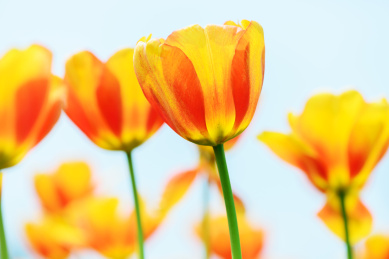 夏天美丽的郁金香的特写