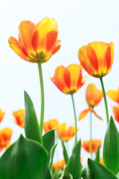 夏天美丽的郁金香的特写