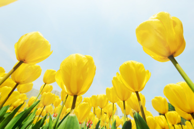 夏天美丽的郁金香的特写