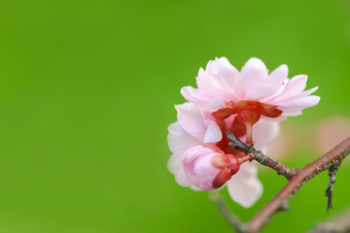  美丽的梅花盛开