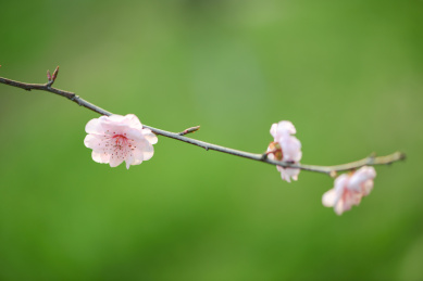  美丽的梅花盛开