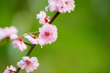 美丽的樱花特写