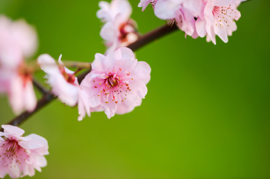  美丽的梅花盛开