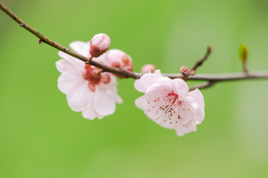  美丽的梅花盛开