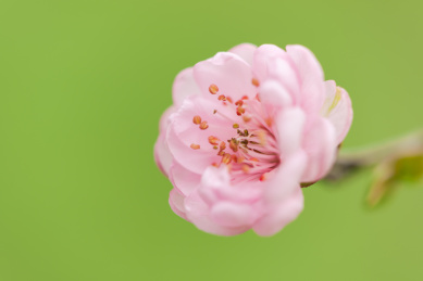  美丽的梅花盛开