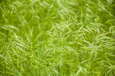 户外公园生长茂盛的无芒雀麦