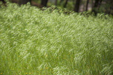 户外公园生长茂盛的无芒雀麦