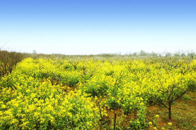 春天的油菜花田