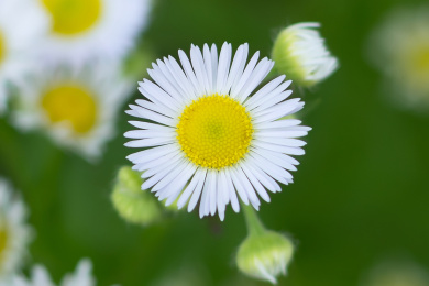春日的雏菊盛开