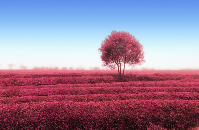 东方亚洲茶树种植园