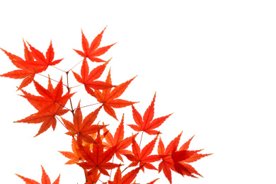 秋季背景枫叶