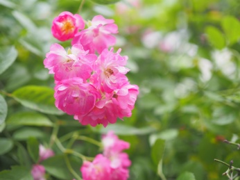 观山湖公园里盛开的粉色蔷薇花