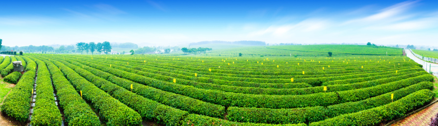 江西茶树种植园