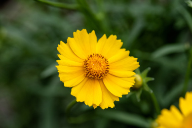 阳光下黄色的金鸡菊花特写