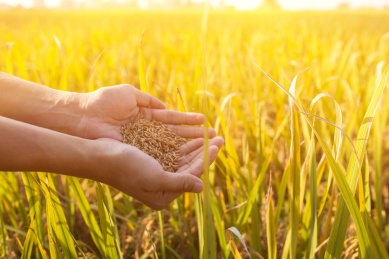 秋天,成熟的稻田,丰收的景象