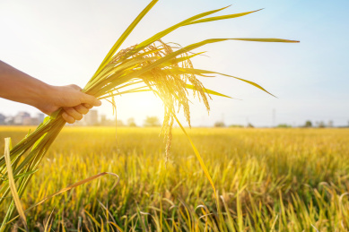 秋天，成熟的稻田，丰收的景象