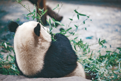 中国大熊猫吃竹子