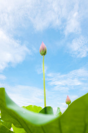 蓝天白云下生长的荷花花蕾