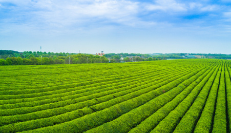 茶园，中国，江西省大片有机茶园