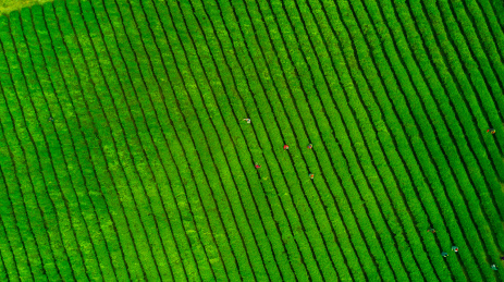 茶园，中国，江西省大片有机茶园