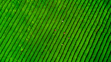 茶园，中国，江西省大片有机茶园